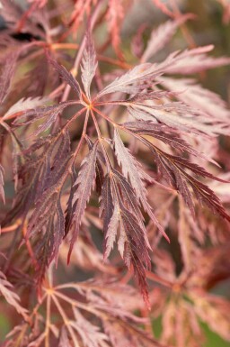 Japansk ahorn Acer palmatum 'Inabe-shidare' busk Acer palmatum 'Inabe-shidare'