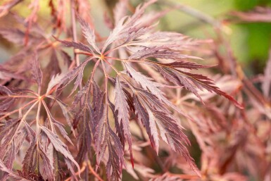 Japansk ahorn Acer palmatum 'Inabe-shidare' busk Acer palmatum 'Inabe-shidare'