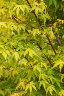 Japansk ahorn Acer palmatum 'Katsura' busk Acer palmatum 'Katsura' busk