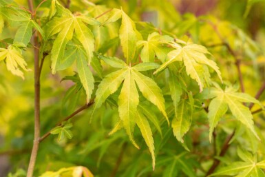 Japansk ahorn Acer palmatum 'Katsura' busk Acer palmatum 'Katsura' busk