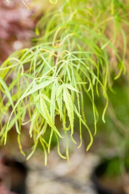 Japansk ahorn Acer palmatum 'Koto-no-ito' busk Acer palmatum 'Koto-no-ito' busk
