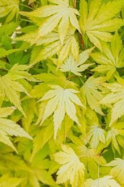 Løn Acer palmatum 'Orange Dream' busk Acer palmatum 'Orange Dream' busk