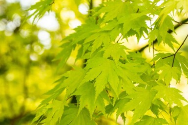 Løn Acer palmatum 'Orange Dream' busk Acer palmatum 'Orange Dream' busk
