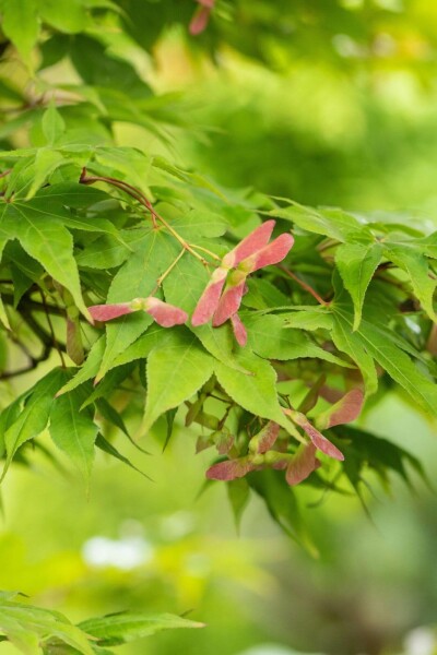 Acer palmatum 'Osakazuki' busk 30-40 cm