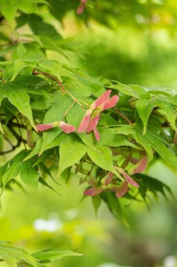 Løn Acer palmatum 'Osakazuki' busk Acer palmatum 'Osakazuki' busk