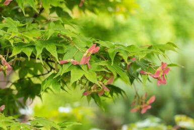 Løn Acer palmatum 'Osakazuki' busk Acer palmatum 'Osakazuki' busk