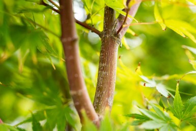 Acer palmatum 'Osakazuki' busk 30-40 cm