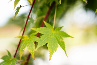 Acer palmatum 'Osakazuki' busk 30-40 cm