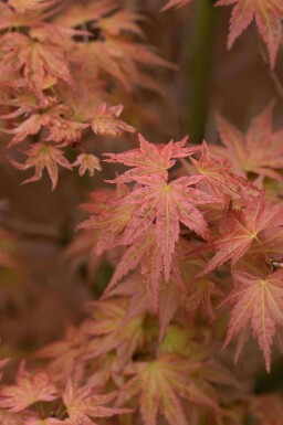 Løn Acer palmatum 'Phoenix' busk Acer palmatum 'Phoenix' busk