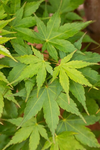 Acer palmatum 'Sangokaku' busk 100-125 cm
