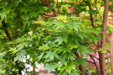 Acer palmatum 'Sangokaku' busk 100-125 cm