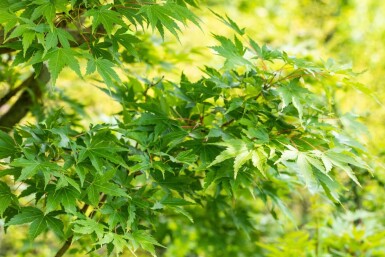 Acer palmatum 'Sangokaku' busk 100-125 cm