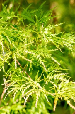 Løn Acer palmatum 'Seiryu' busk Acer palmatum 'Seiryu' busk