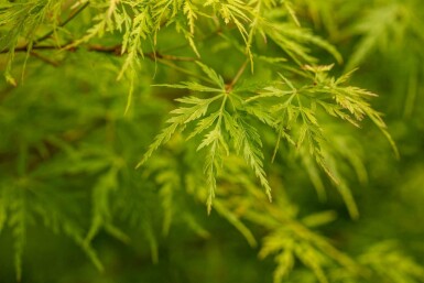 Løn Acer palmatum 'Seiryu' busk Acer palmatum 'Seiryu' busk