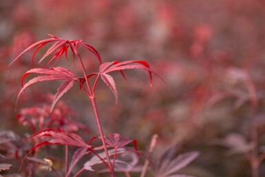 Løn Acer palmatum 'Shaina' busk Acer palmatum 'Shaina' busk