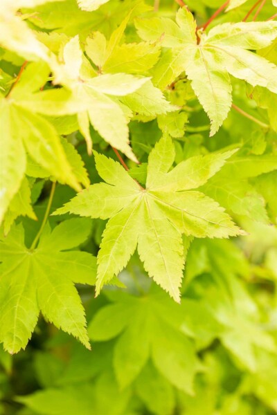 Acer palmatum 'Summer Gold' busk 80-100 cm