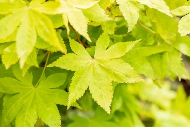 Japansk ahorn Acer palmatum 'Summer Gold' busk Acer palmatum 'Summer Gold' busk