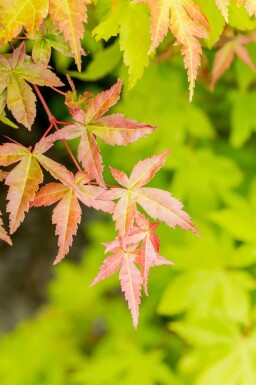 Acer palmatum 'Summer Gold' busk 80-100 cm