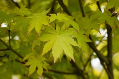 Acer palmatum 'Summer Gold' busk 80-100 cm