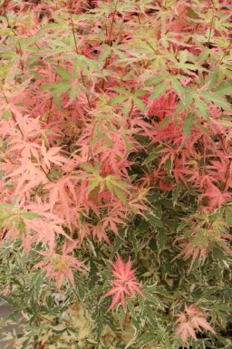 Japansk ahorn Acer palmatum 'Taylor' busk Acer palmatum 'Taylor' busk