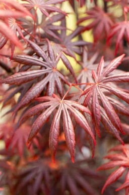 Japansk løn Acer palmatum 'Trompenburg' busk Acer palmatum 'Trompenburg' busk