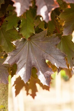 Spidsløn Acer platanoides 'Crimson Sentry' busk Acer platanoides 'Crimson Sentry' busk