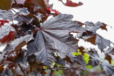 Spidsløn Acer platanoides 'Crimson Sentry' busk Acer platanoides 'Crimson Sentry' busk