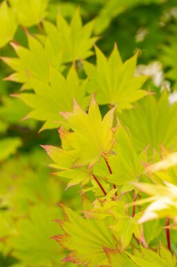 Japansk løn Acer shirasawanum 'Aureum' busk Acer shirasawanum 'Aureum' busk