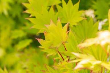 Japansk løn Acer shirasawanum 'Aureum' busk Acer shirasawanum 'Aureum' busk