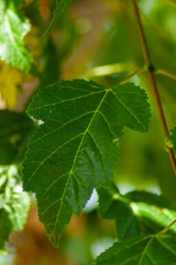 Ildløn Acer tataricum 'Ginnala' busk Acer tataricum 'Ginnala' busk