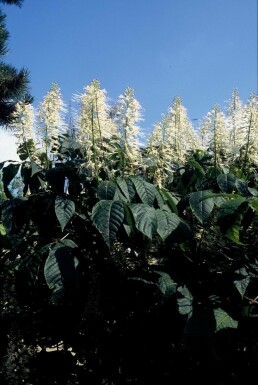 Lilleblomstret hestekastanje Aesculus parviflora busk Aesculus parviflora