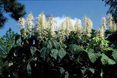 Lilleblomstret hestekastanje Aesculus parviflora busk Aesculus parviflora