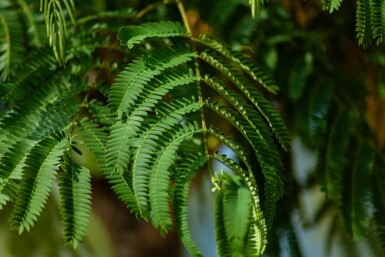 Mimosa Albizia julibrissin busk Albizia julibrissin