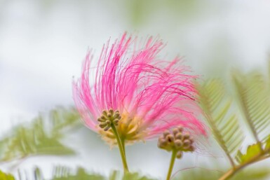 Albizia julibrissin busk 150-175 cm