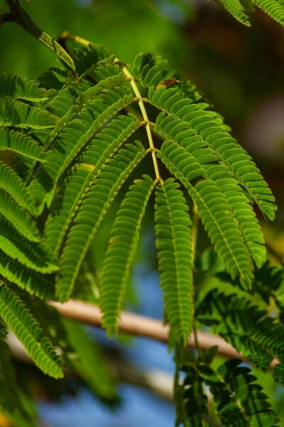Albizia julibrissin 'Ombrella' busk 150-175 cm