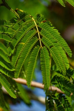 Silketræ Albizia julibrissin 'Ombrella' busk Albizia julibrissin 'Ombrella' busk