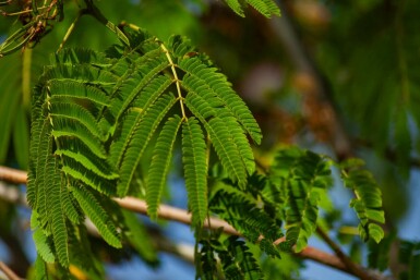 Silketræ Albizia julibrissin 'Ombrella' busk Albizia julibrissin 'Ombrella' busk