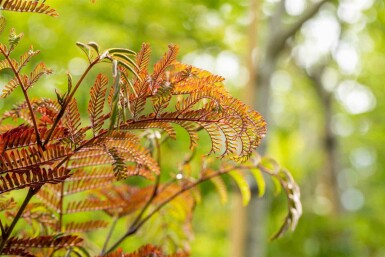 Mimosa Albizia julibrissin 'Summer Chocolate' busk Albizia julibrissin 'Summer Chocolate' busk