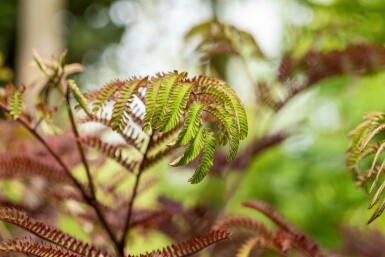 Albizia julibrissin 'Summer Chocolate' busk 100-125 cm
