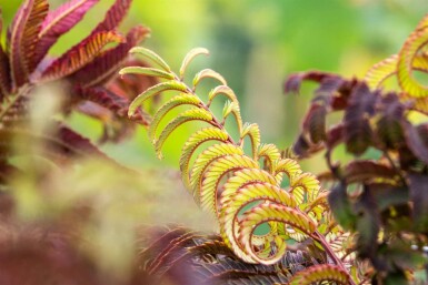 Albizia julibrissin 'Summer Chocolate' busk 100-125 cm
