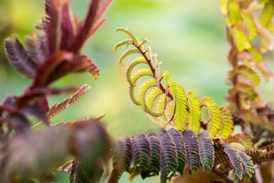 Albizia julibrissin 'Summer Chocolate' busk 100-125 cm