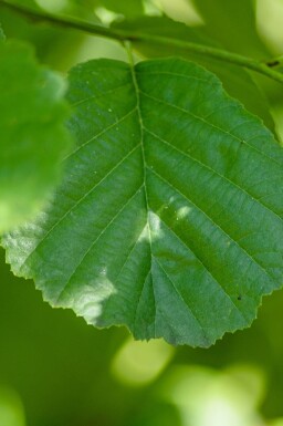 Alnus glutinosa