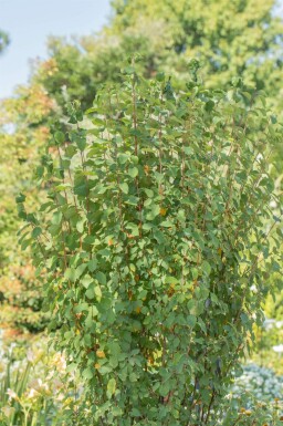 Bærmispel Amelanchier alnifolia 'Obelisk' busk Amelanchier alnifolia 'Obelisk'