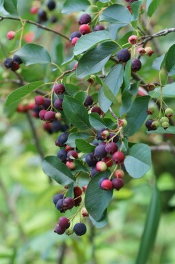 Bærmispel Amelanchier canadensis busk Amelanchier canadensis busk