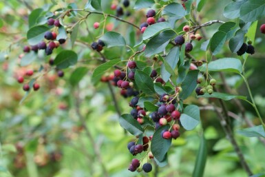 Bærmispel Amelanchier canadensis busk Amelanchier canadensis busk