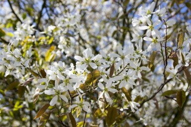 Bærmispel Amelanchier spicata busk Amelanchier spicata busk
