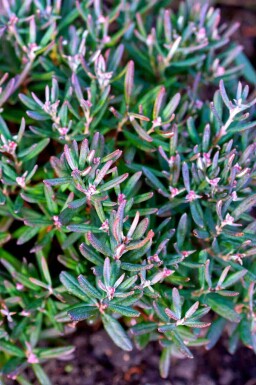 Blåmyrte Andromeda polifolia 'Blue Ice' busk Andromeda polifolia 'Blue Ice' busk
