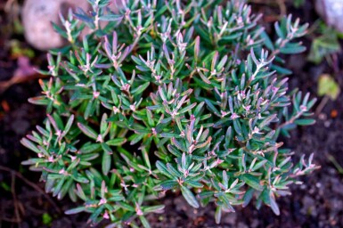 Blåmyrte Andromeda polifolia 'Blue Ice' busk Andromeda polifolia 'Blue Ice' busk