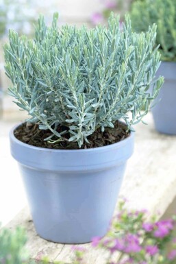 Mosebølle Andromeda polifolia 'Blue Lagoon' busk Andromeda polifolia 'Blue Lagoon' busk