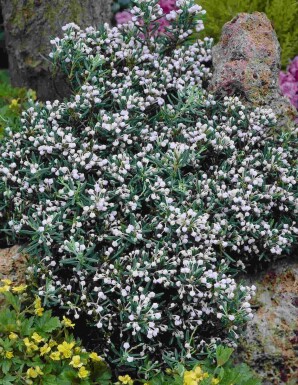 Mosebølle Andromeda polifolia 'Compacta' busk Andromeda polifolia 'Compacta' busk